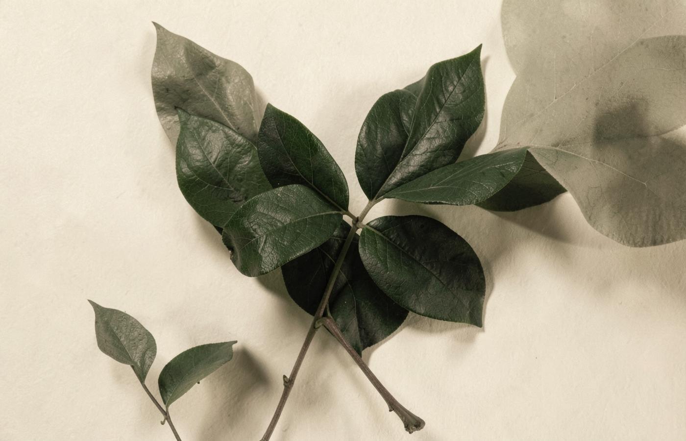 Unpackaged botanical leaves showing their natural texture and colour